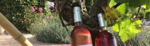rosés rosés